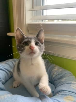 Muddle - Domestic Shorthair Mix cat available for adoption at Nova Scotia SPCA in Halifax