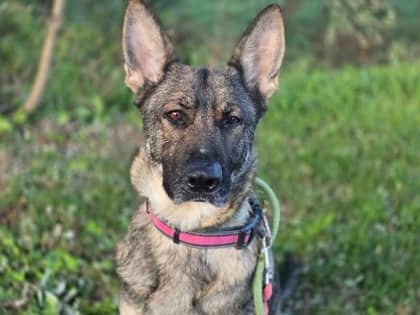 Chloe - German Shepherd Mix available for adoption at Nova Scotia SPCA in Halifax