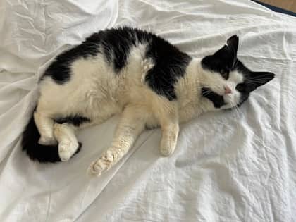 Morgan - Domestic Shorthair Mix cat available for adoption at Nova Scotia SPCA in Halifax
