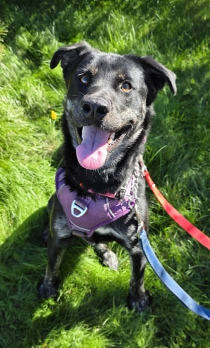 Kaylee - German Shepherd Mix available for adoption at Nova Scotia SPCA in Halifax