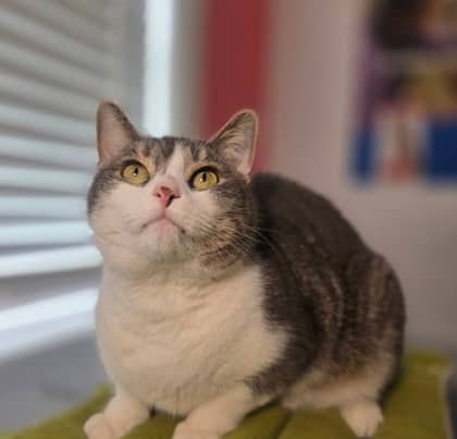 Fiddle - Domestic Shorthair Mix cat available for adoption at Nova Scotia SPCA in Halifax