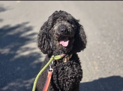 Lucy - Poodle, Standard Mix available for adoption