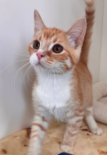 Fin Tutuola - Domestic Shorthair Mix cat available for adoption at Nova Scotia SPCA in Halifax