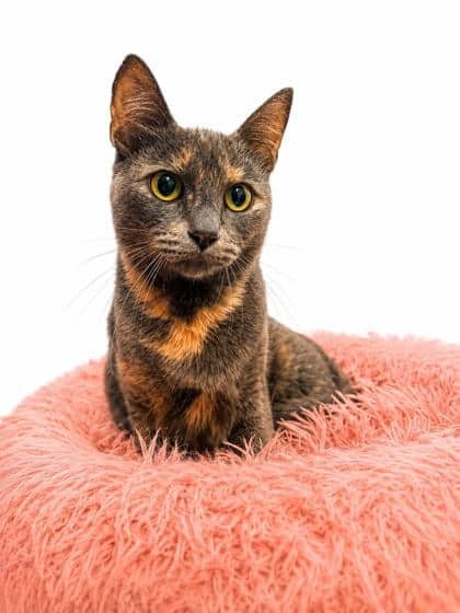Savanna - Domestic Shorthair Mix available for adoption