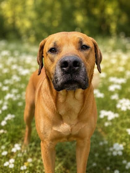 Buddy - Mastiff / Retriever, Labrador available for adoption at Nova Scotia SPCA in Halifax