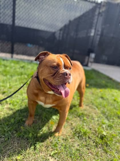 Tilly - Bulldog, English Mix available for adoption