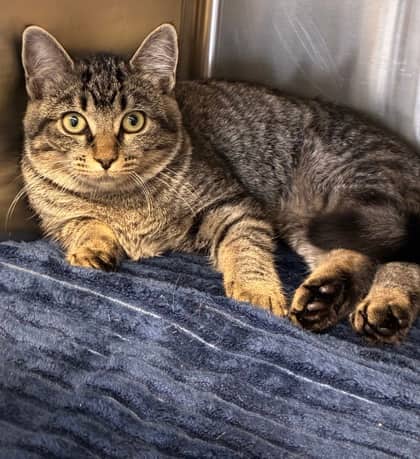 Ashley - Domestic Shorthair Mix available for adoption