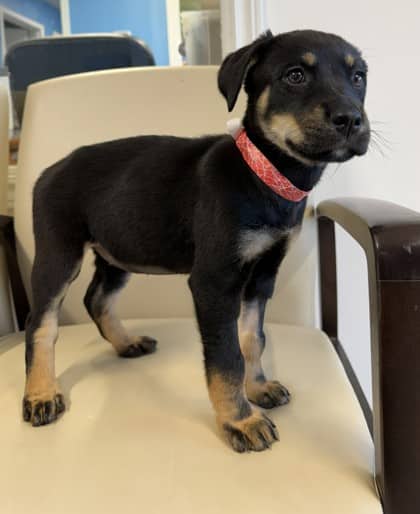 Lillian - Shepherd Mix available for adoption