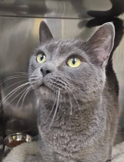 Brute - Domestic Shorthair Mix cat available for adoption at Nova Scotia SPCA in Halifax
