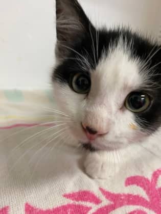 Sylvester - Domestic Shorthair Mix available for adoption