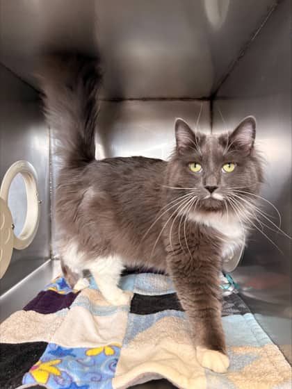 Sparks - Domestic Longhair Mix available for adoption