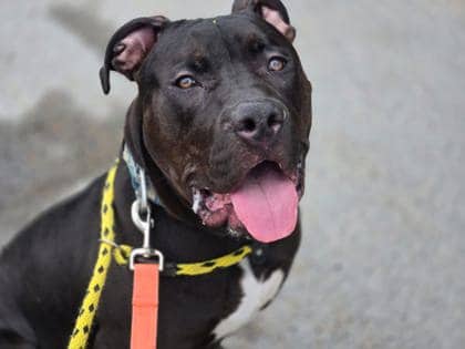 Reko - Terrier, Pit Bull Mix available for adoption