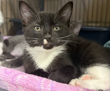 Dawson - Domestic Shorthair Mix cat available for adoption at Nova Scotia SPCA in Halifax