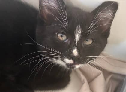 Celia Mae - Domestic Shorthair Mix available for adoption