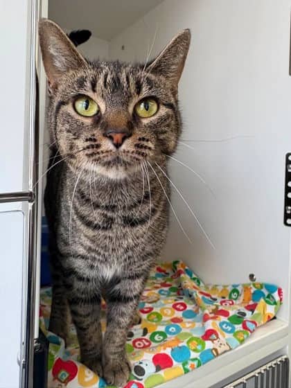 Eve - Domestic Shorthair Mix cat available for adoption in Nova Scotia