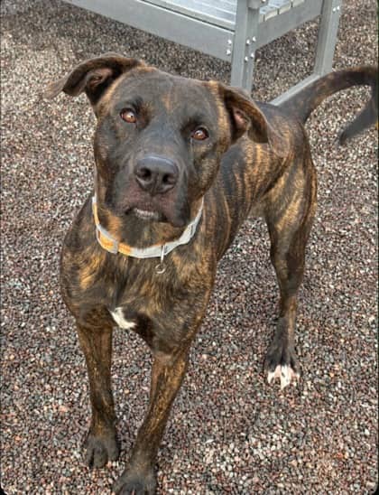 Thor - Mixed Breed available for adoption at Nova Scotia SPCA in Halifax