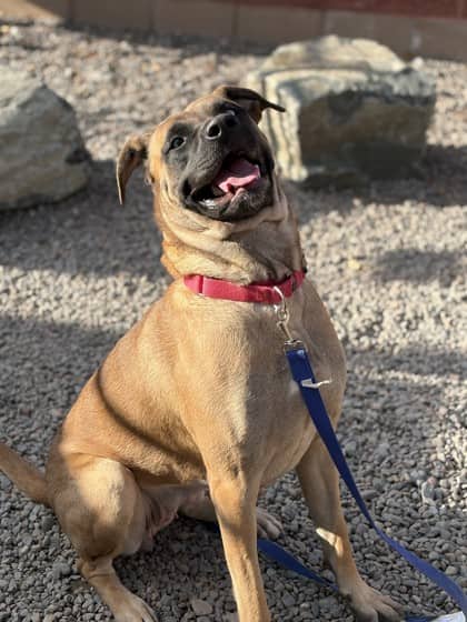 Aries - Mastiff Mix available for adoption at Nova Scotia SPCA in Halifax