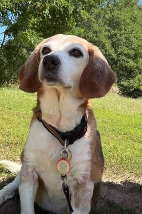 Mimi *Palliative - Beagle Mix available for adoption at Nova Scotia SPCA in Halifax