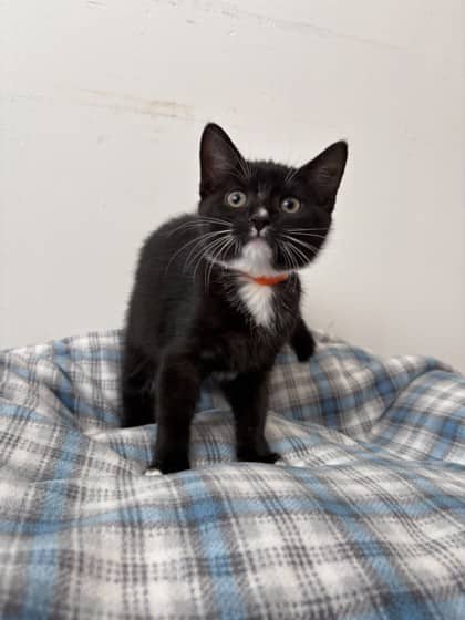 Clam Chowder - Domestic Shorthair Mix cat available for adoption at Nova Scotia SPCA in Halifax