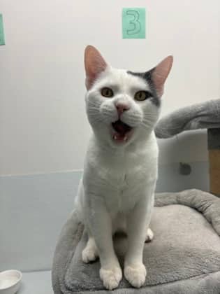 Samson - Domestic Shorthair Mix available for adoption