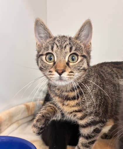 Onya Doorstep - Domestic Shorthair Mix available for adoption