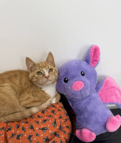 Cobweb - Domestic Shorthair Mix cat available for adoption at Nova Scotia SPCA in Halifax