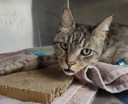 Big Bébé - Domestic Shorthair Mix cat available for adoption in Nova Scotia