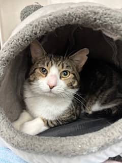 Elliot - Domestic Shorthair Mix cat available for adoption at Nova Scotia SPCA in Halifax