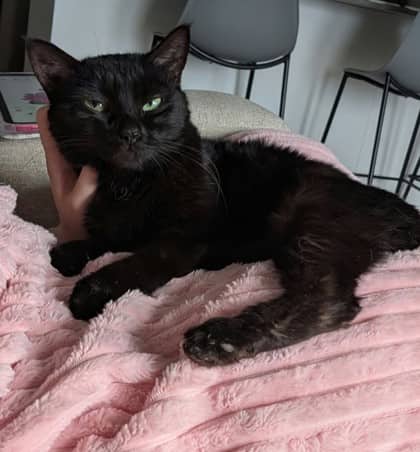 Pillsbury - Domestic Shorthair Mix cat available for adoption at Nova Scotia SPCA in Halifax