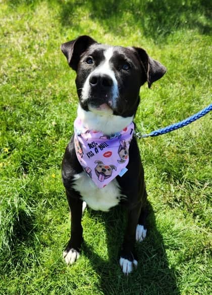 Buddy - Terrier, American Staffordshire Mix available for adoption