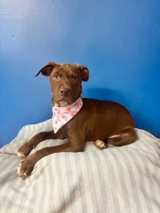 Bonita - Terrier, Pit Bull Mix available for adoption