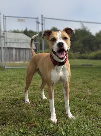 Zya - Terrier, American Pit Bull Mix available for adoption at Nova Scotia SPCA in Halifax