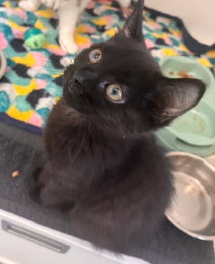 Punch Buggy - Domestic Medium Hair Mix cat available for adoption at Nova Scotia SPCA in Halifax