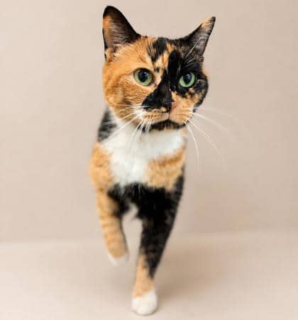 Callie - Domestic Shorthair Mix cat available for adoption in Nova Scotia