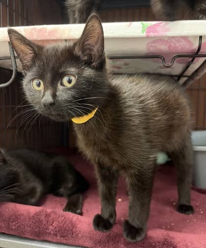 Enzo - Domestic Shorthair Mix cat available for adoption at Nova Scotia SPCA in Halifax