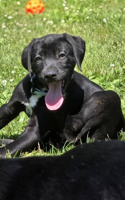 Onyx - Dalmatian / Great Pyrenees available for adoption