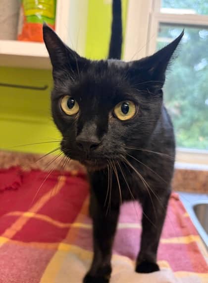 Hamish - Domestic Shorthair Mix cat available for adoption at Nova Scotia SPCA in Halifax