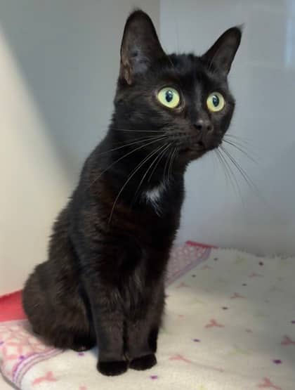 Shadow - Domestic Shorthair Mix cat available for adoption at Nova Scotia SPCA in Halifax