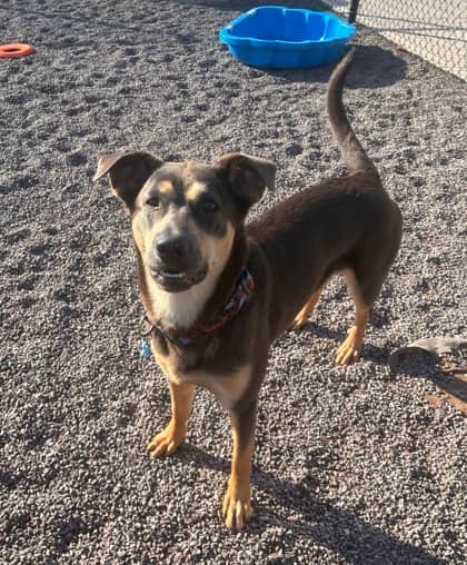 Ellie- BONDED TO TAWNIE - Mixed Breed, Medium (up to 44 lbs fully grown) Mix available for adoption