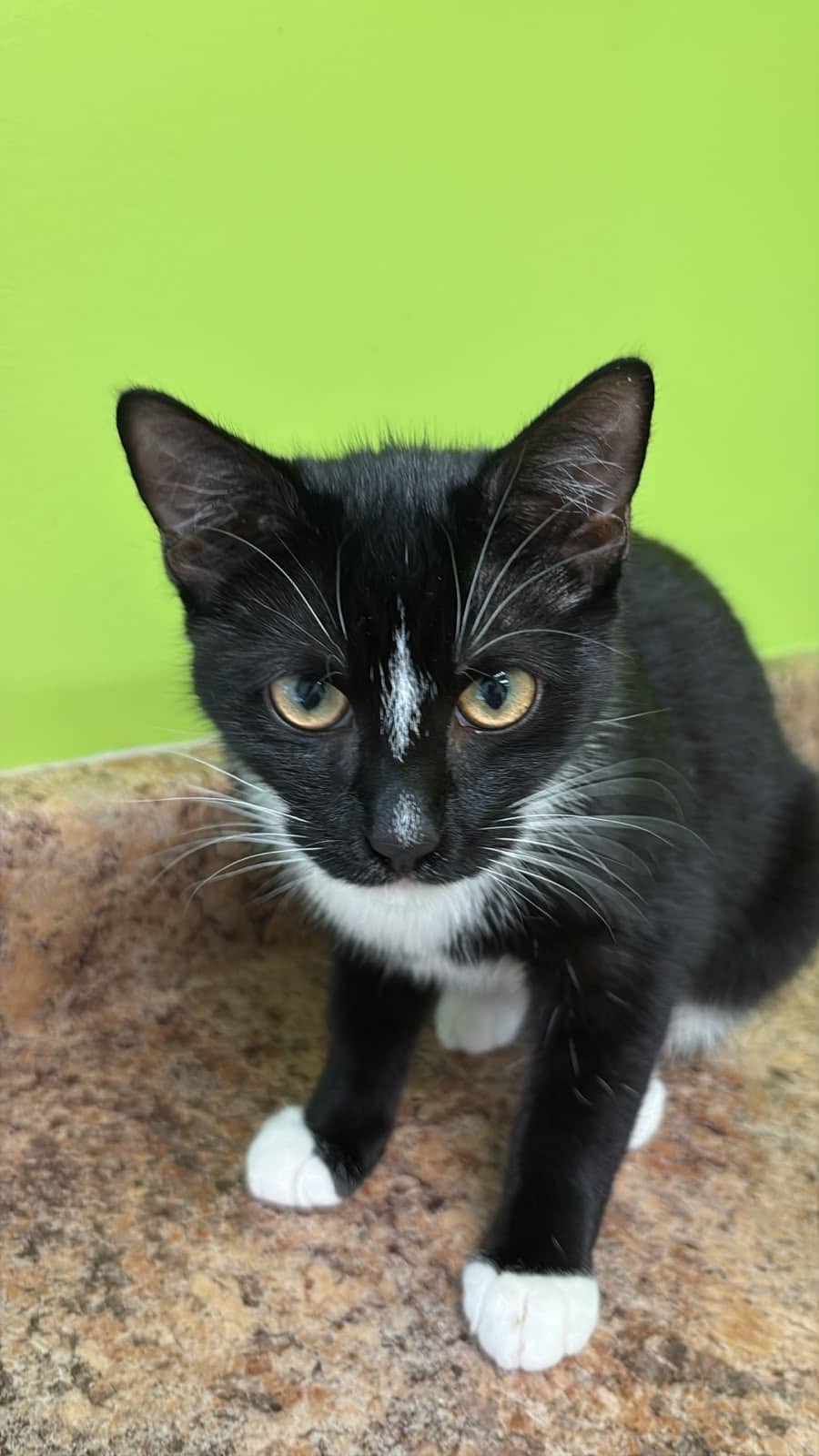 Diamond - Domestic Shorthair Mix cat available for adoption at Nova Scotia SPCA in Halifax