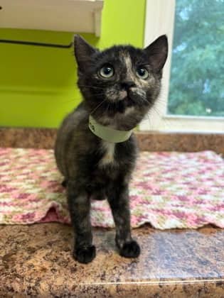 Fauna - Domestic Shorthair Mix cat available for adoption at Nova Scotia SPCA in Halifax