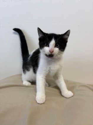 Compass - Domestic Shorthair Mix cat available for adoption at Nova Scotia SPCA in Halifax