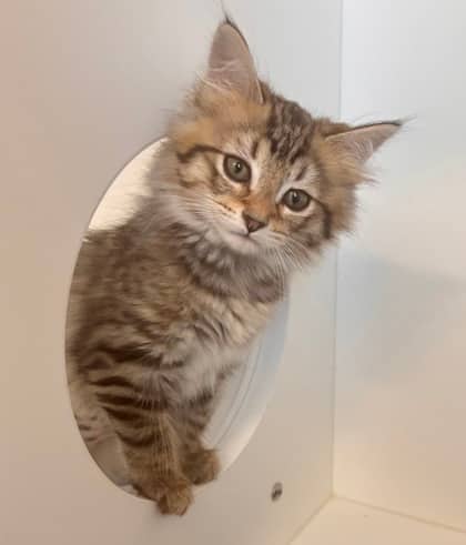 Doris - Domestic Longhair Mix available for adoption