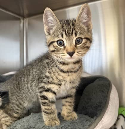 Lucille - Domestic Shorthair Mix cat available for adoption at Nova Scotia SPCA in Halifax