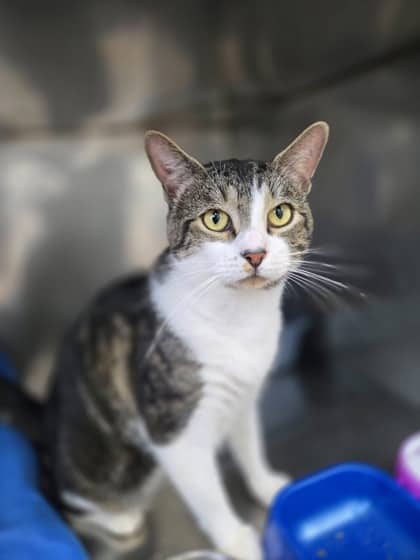Theo - Domestic Shorthair Mix cat available for adoption at Nova Scotia SPCA in Halifax