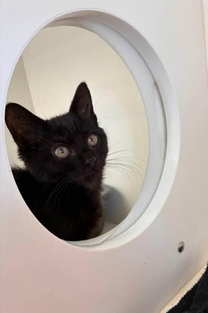 Baby Back Ribs - Domestic Shorthair Mix cat available for adoption at Nova Scotia SPCA in Halifax