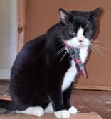 Zeke - Domestic Shorthair Mix cat available for adoption at Nova Scotia SPCA in Halifax