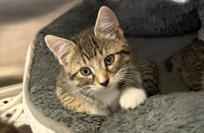 Marion - Domestic Shorthair Mix cat available for adoption at Nova Scotia SPCA in Halifax