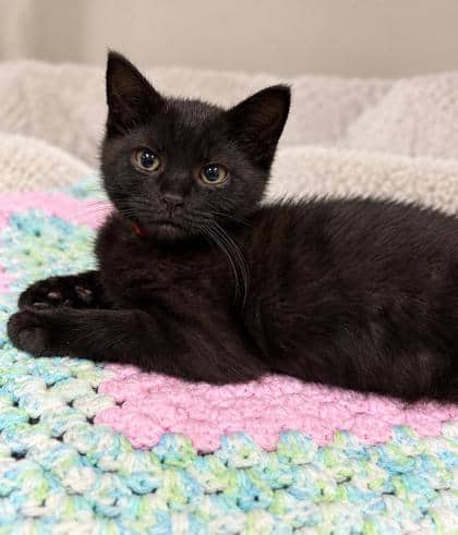 Waffle - Domestic Shorthair Mix cat available for adoption at Nova Scotia SPCA in Halifax