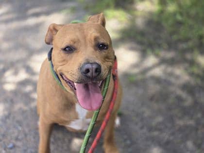 Daisy - Terrier, American Pit Bull Mix available for adoption